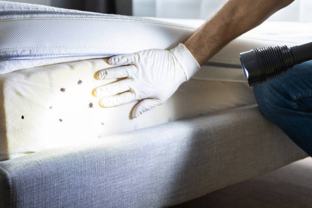 Best Affordable Pest Control Services  in Earlvle, IL