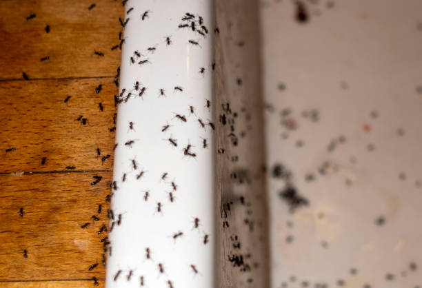 Professional Pest Control in Earlville, IL